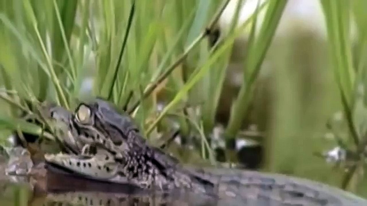 Croc kills Lion HD 66