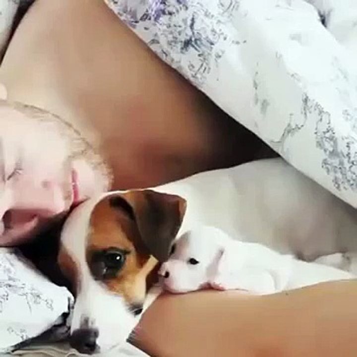 Funny Animals Vines March 2016 part 8 | BestChoiceVine