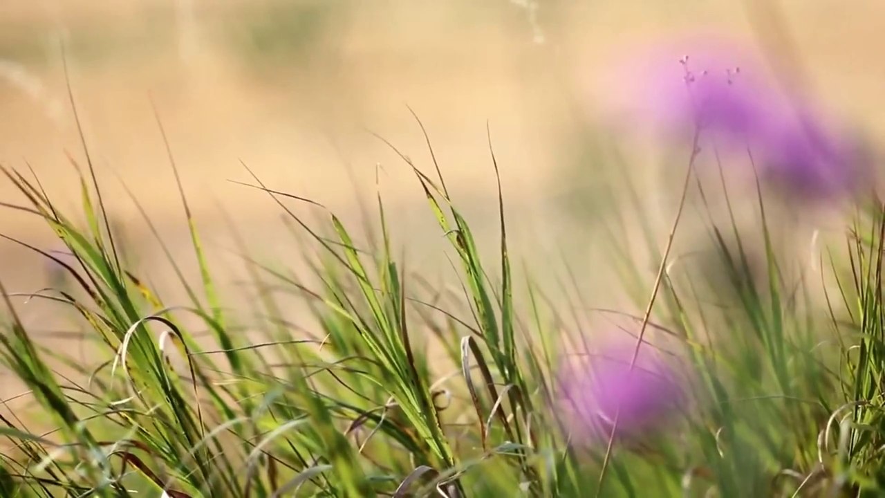 Psaume 23-cantique de David