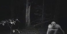Creepy and unexplained creatures captured on video