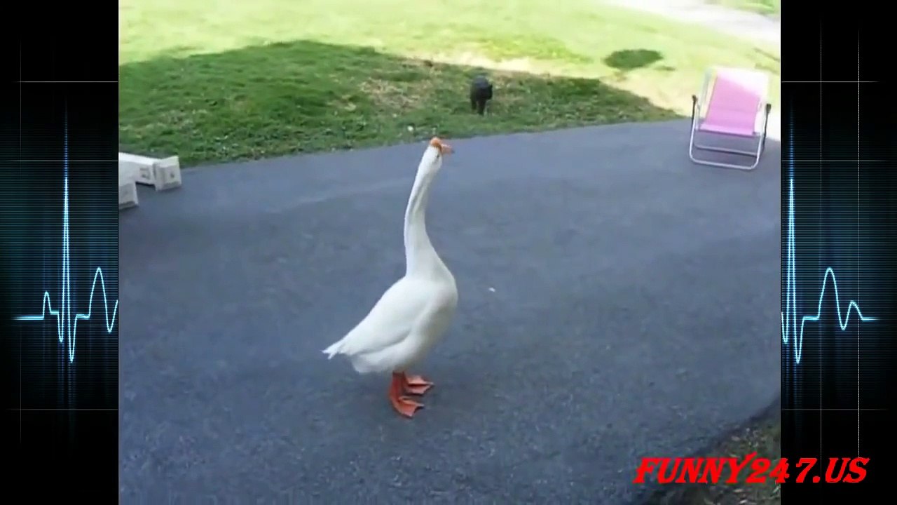 Funniest Animal Fails Compilation 2015 | FailArmy