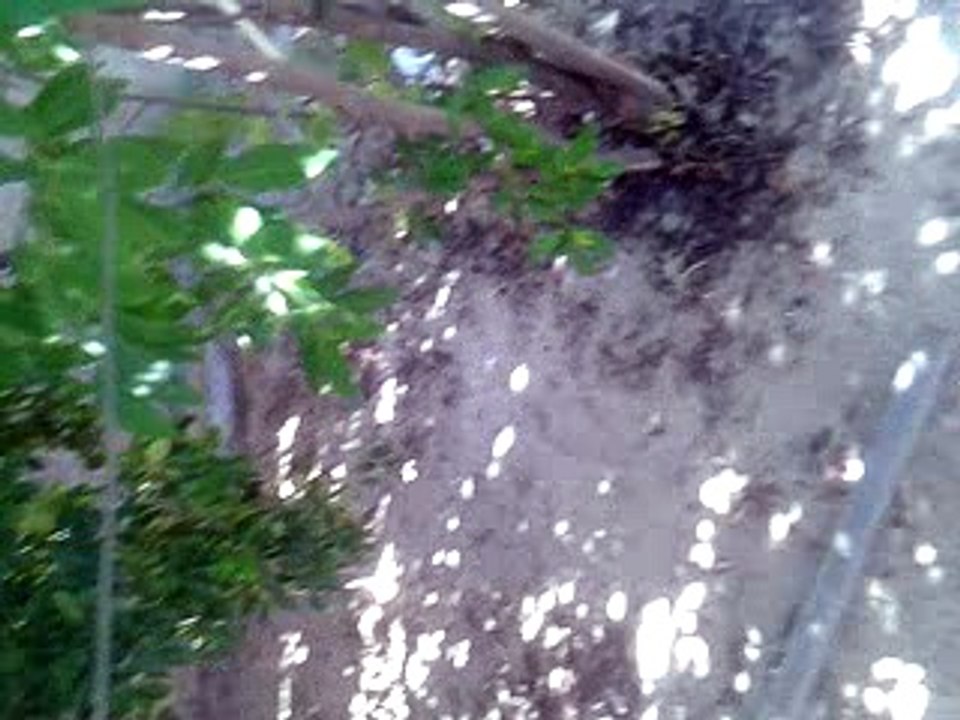 Quintal (2)