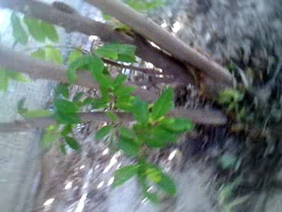 Quintal (3)