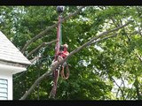 Tree Removal Contractor Company - MA - Haverhill - North Shore