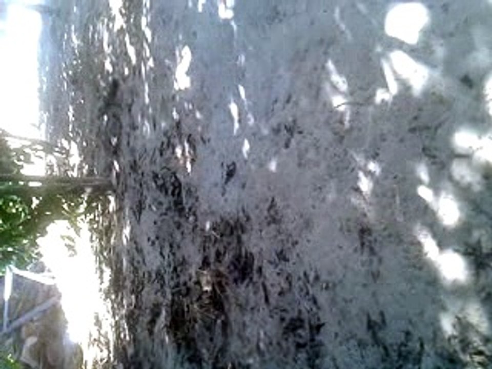 Quintal (7)