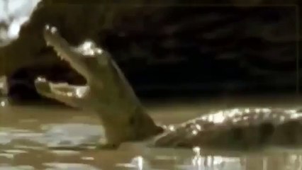 Croc kills Lion HD 89