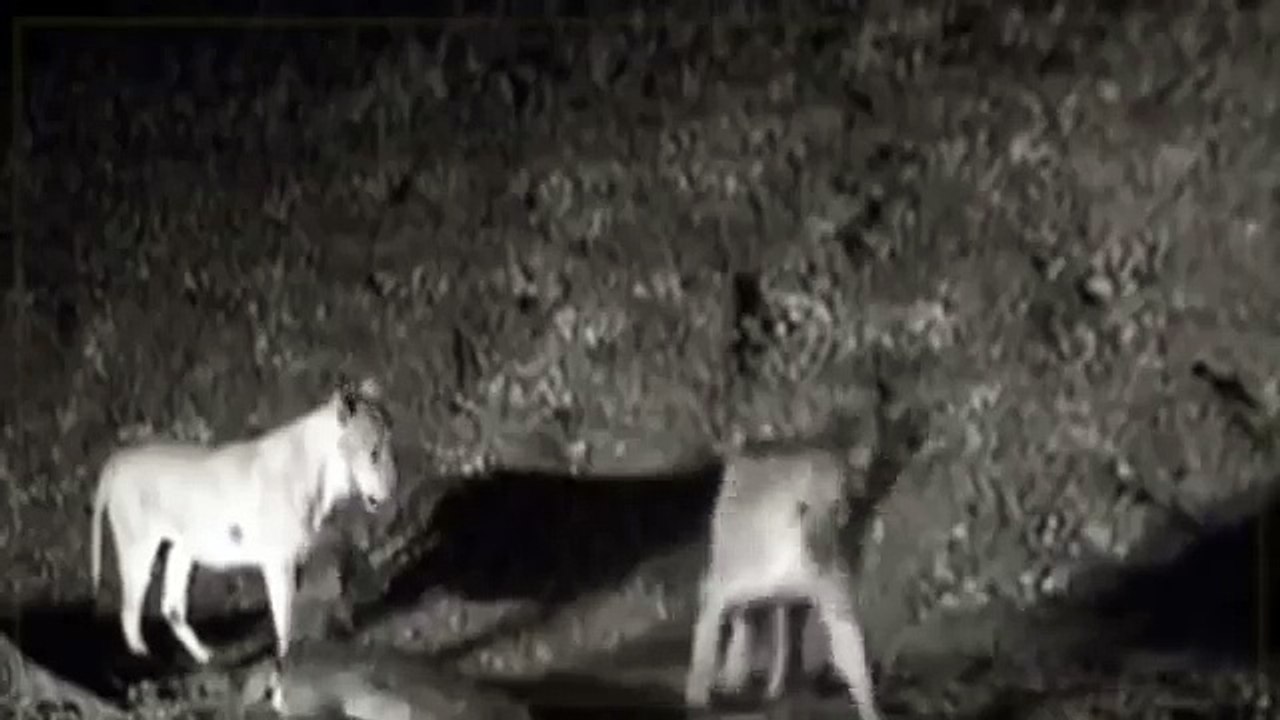 Croc kills Lion HD 92