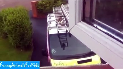 Funniest Animal Fails Compilation 2015 | FailArmy