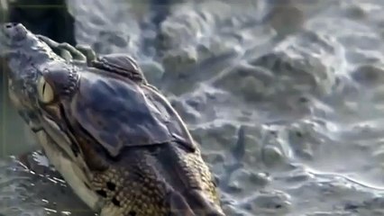 CROC ZILLA King of Crocodiles30