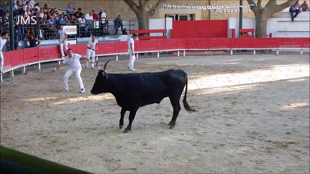 MANDUEL-Abrivado longue-course camarguaise-bandido-Fête Votive-Aout 2015-gardians-chevaux-taureaux
