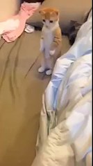 Ce chaton trop mignon attend patiemment que son lit soit nettoyé.