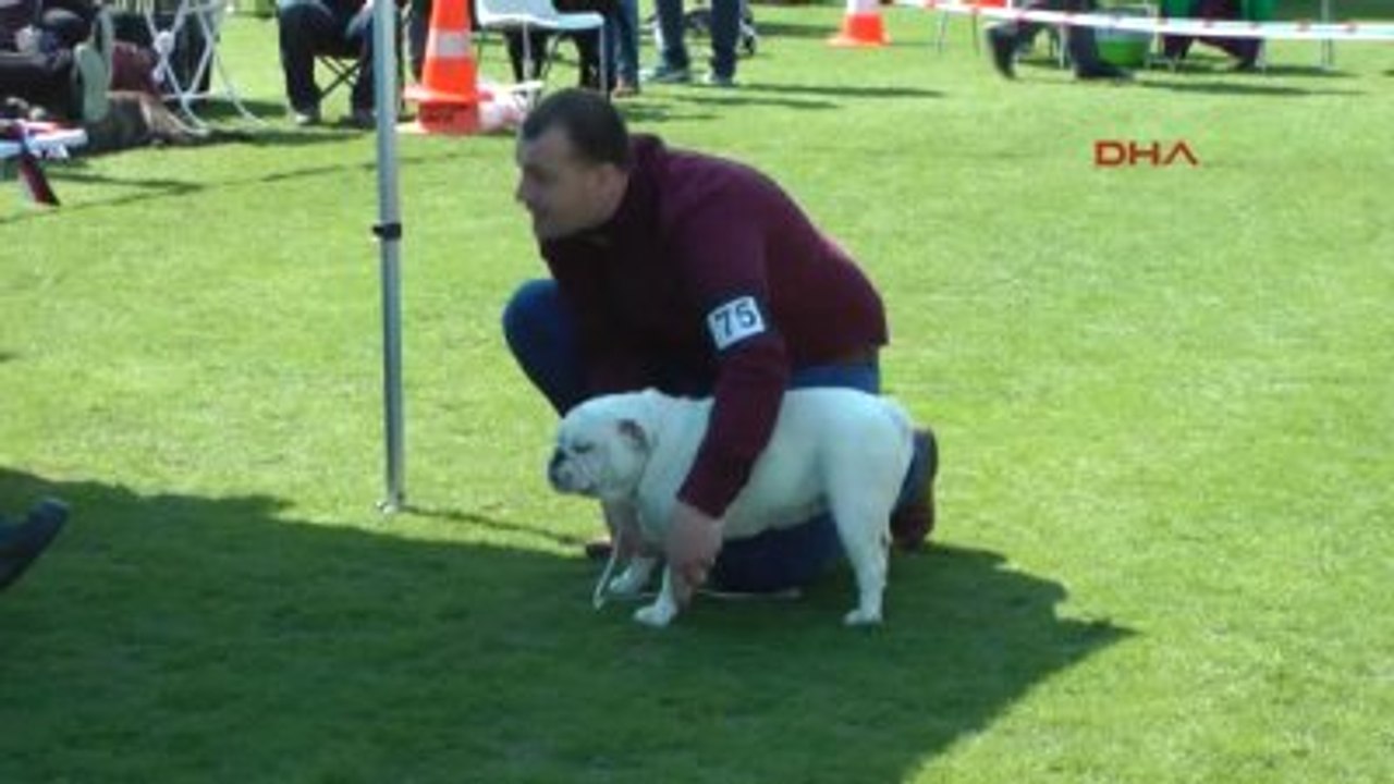 Uluslararası Irk Standartları Yarışması Kemer? de Yapıldı
