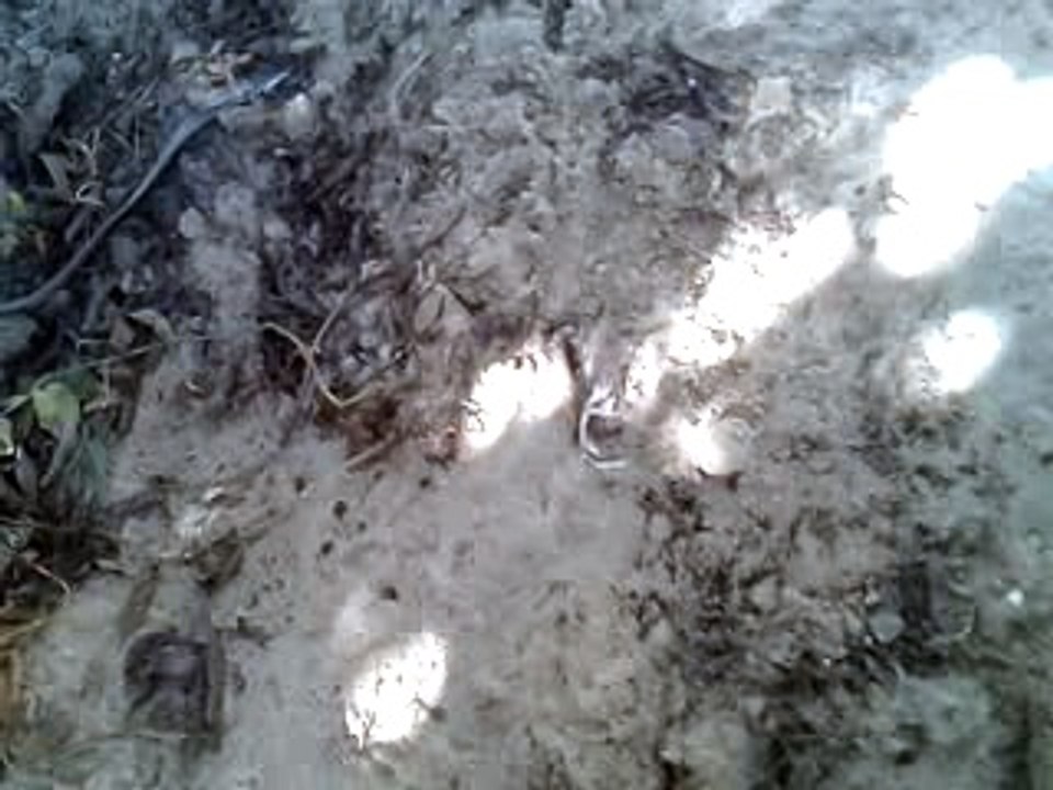 Quintal (9)