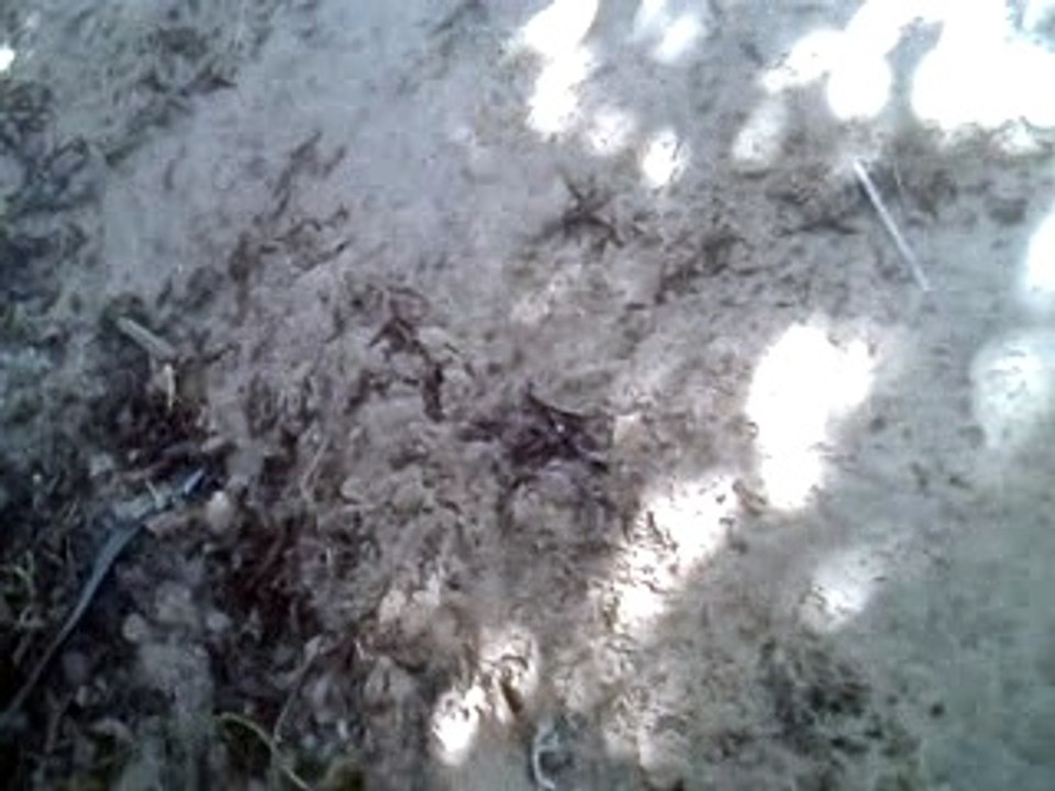 Quintal (10)