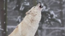 What Happened When Wolves Were Introduced into Yellowstone National Park: Most Amazing Video