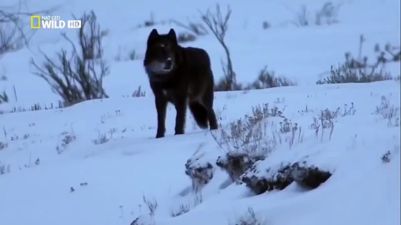 The Rise of Black Wolf Nature documentary 27 Видео Dailymotion