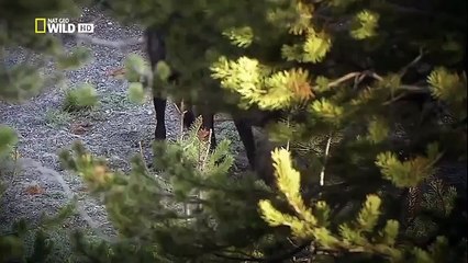 The Rise of Black Wolf - Nature documentary 30