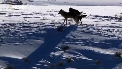 The Rise of Black Wolf - Nature documentary 31