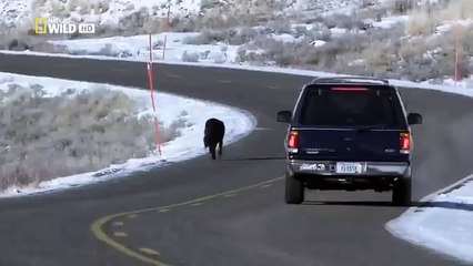 The Rise of Black Wolf - Nature documentary 35