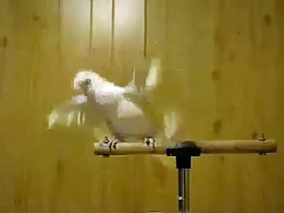 parrot dance