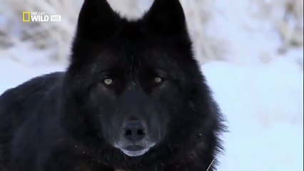The Rise of Black Wolf - Nature documentary 41