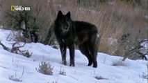 The Rise of Black Wolf - Nature documentary 46
