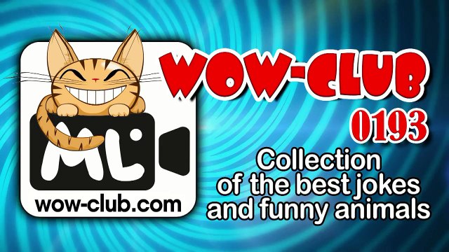 The Best Jokes and Funny Animals Compilation WOW-club #0191