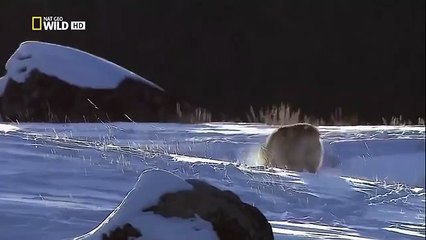 The Rise of Black Wolf - Nature documentary 58