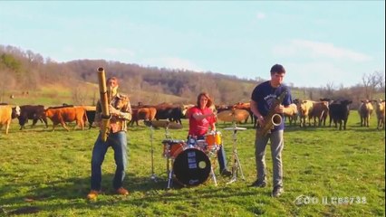 Cows love music Funny Animal Video