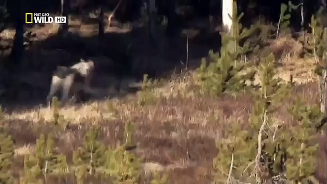The Rise of Black Wolf - Nature documentary 75
