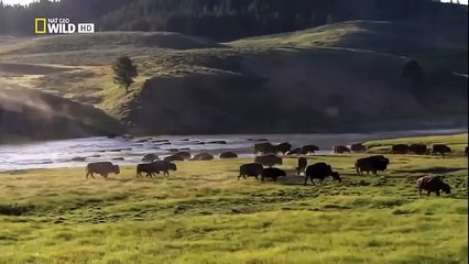 The Rise of Black Wolf - Nature documentary 80