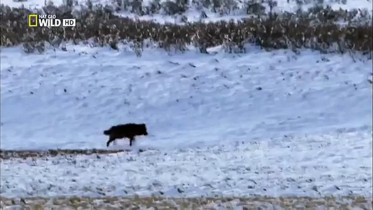 The Rise of Black Wolf - Nature documentary 85
