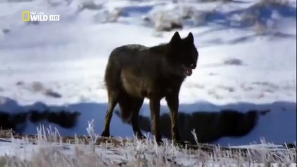 The Rise of Black Wolf - Nature documentary 86