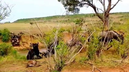Male Lion Better Hunter than Lioness