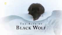 The Rise of Black Wolf - Nature documentary 88