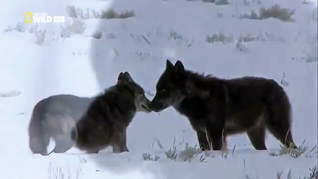 The Rise of Black Wolf - Nature documentary 89