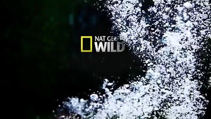 The Rise of Black Wolf - Nature documentary 90