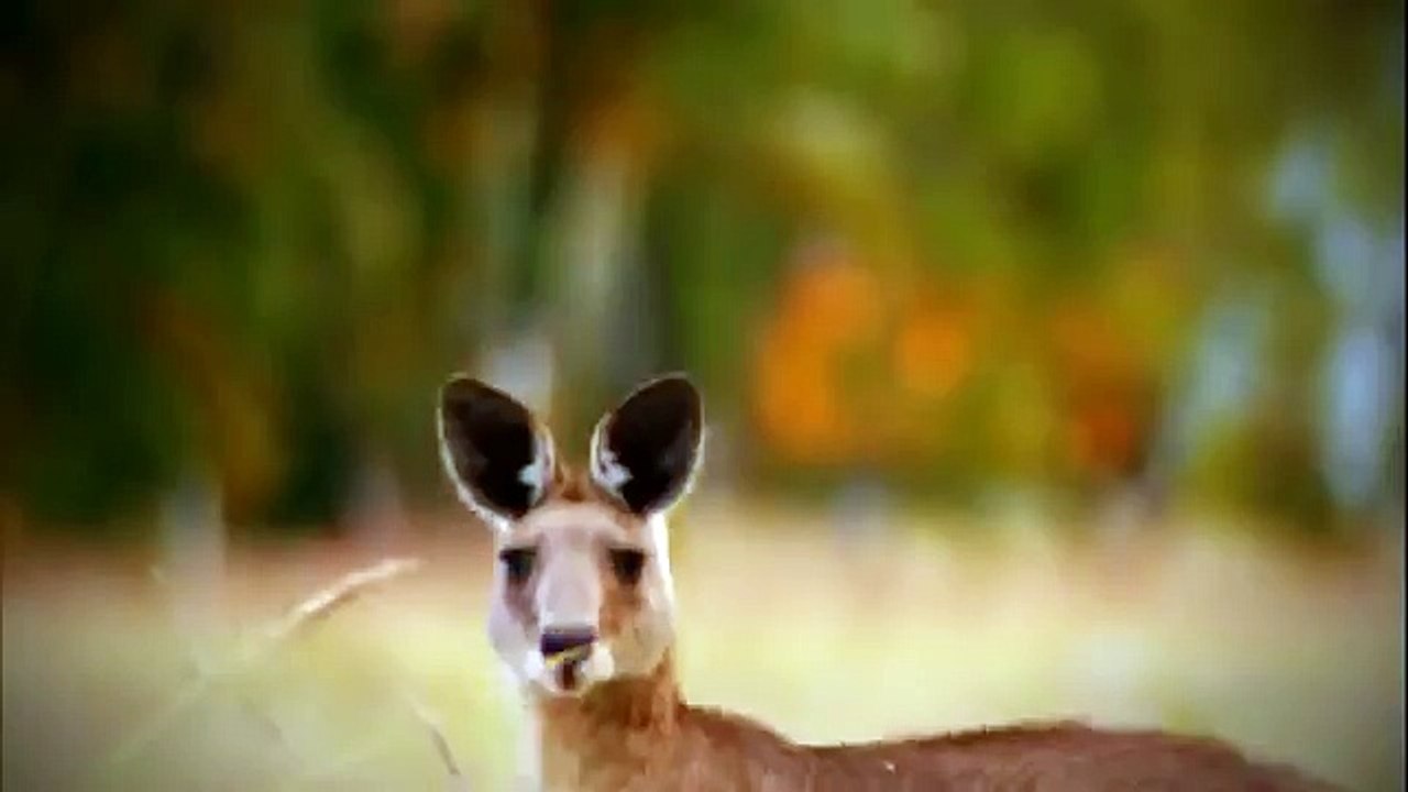 The Rise of Black Wolf - Nature documentary 91