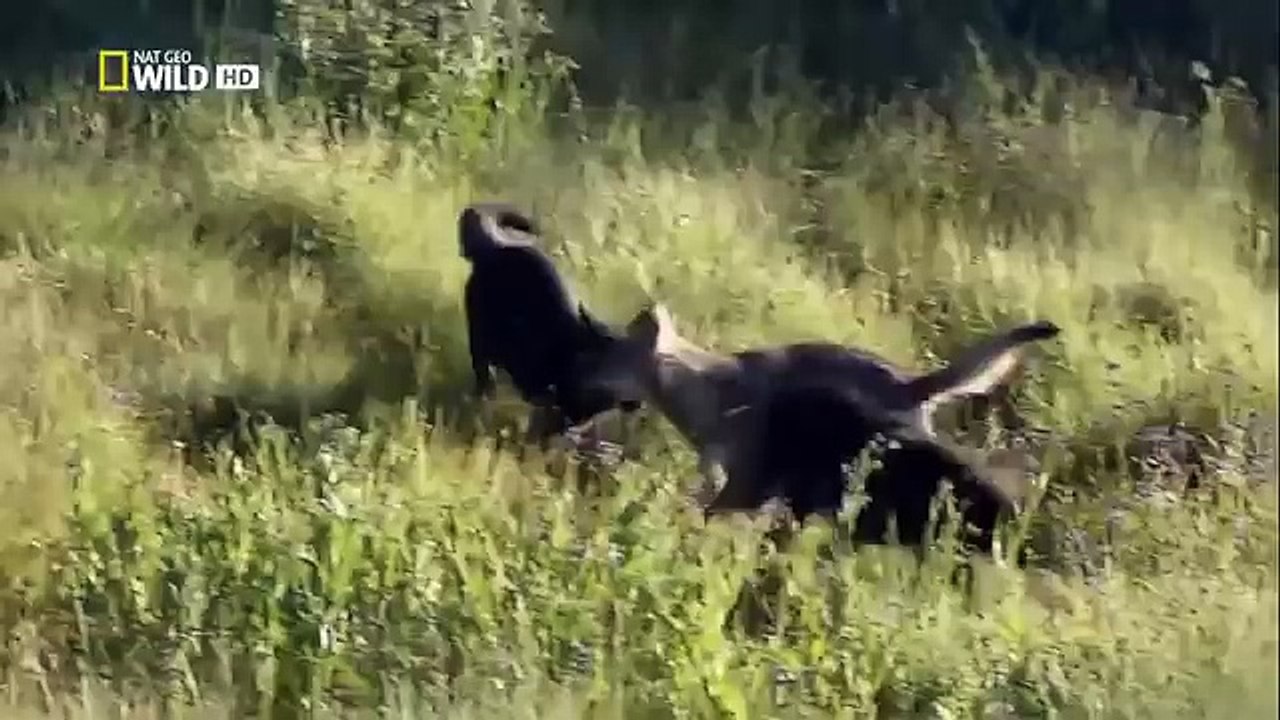 The Rise of Black Wolf HD(3