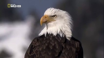 The Rise of Black Wolf HD(9