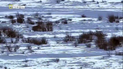 The Rise of Black Wolf HD(12