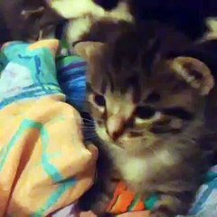 Kittens in different angles