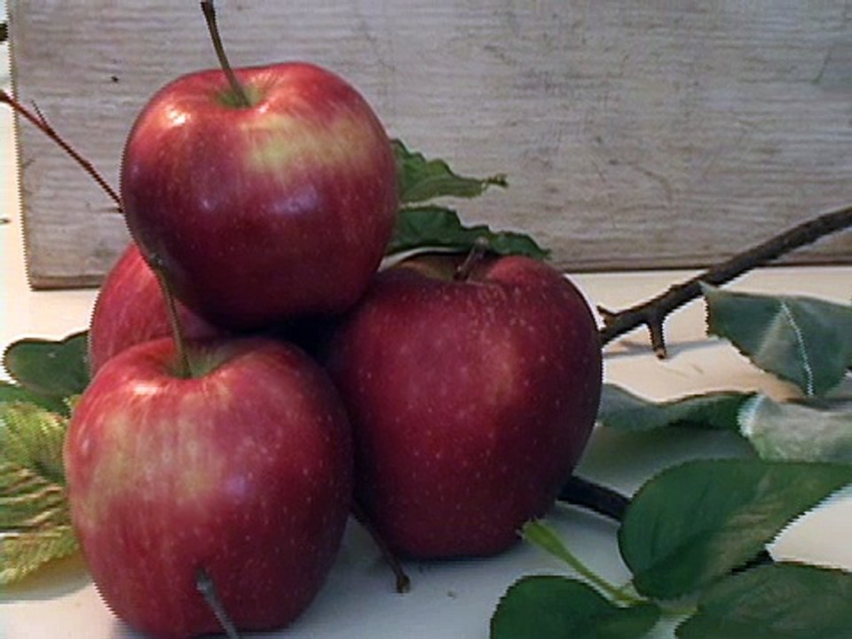 Still life Painting Apples Video Techniques