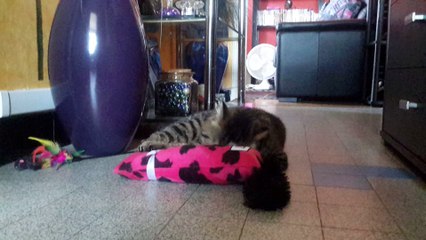 Mon exotic shorthair Juana avec son Kong