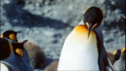 Penguins of the Antarctic