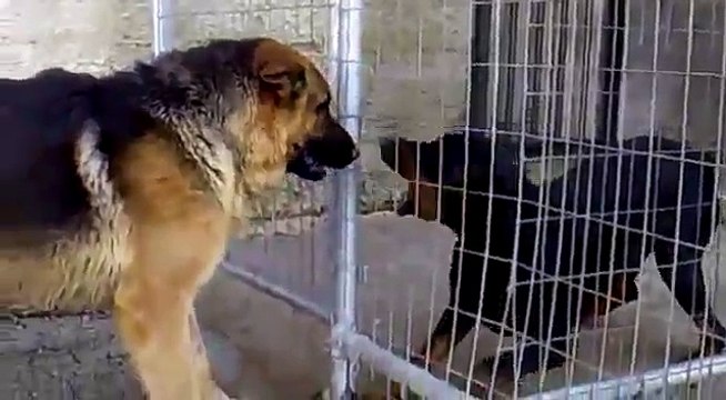 Dobermans Vs Fat German Shepherd