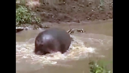 crocodile and hippo - who is the river.