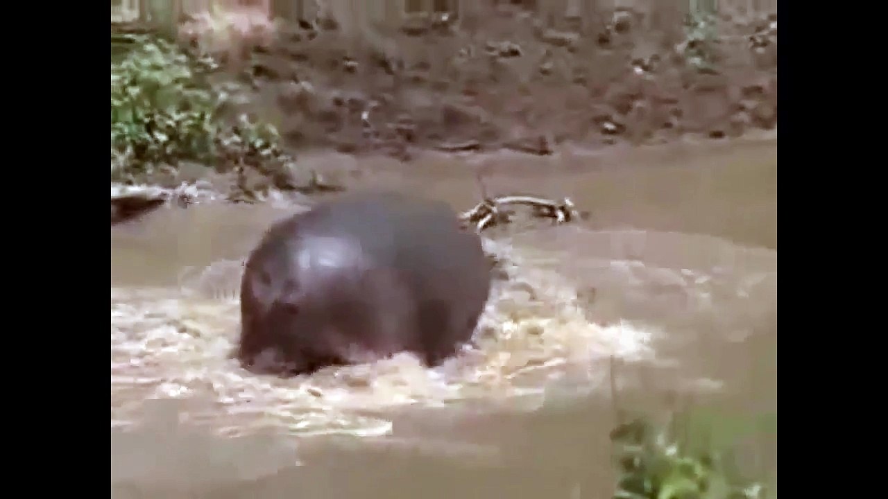 crocodile and hippo - who is the river.