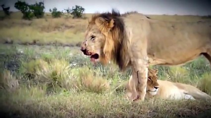 Lion and Lion - Battle of the usurpation of the crowd.