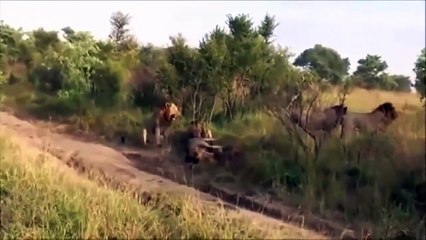 Lions Lions Lions - four airmen killed a lion wandering herds.